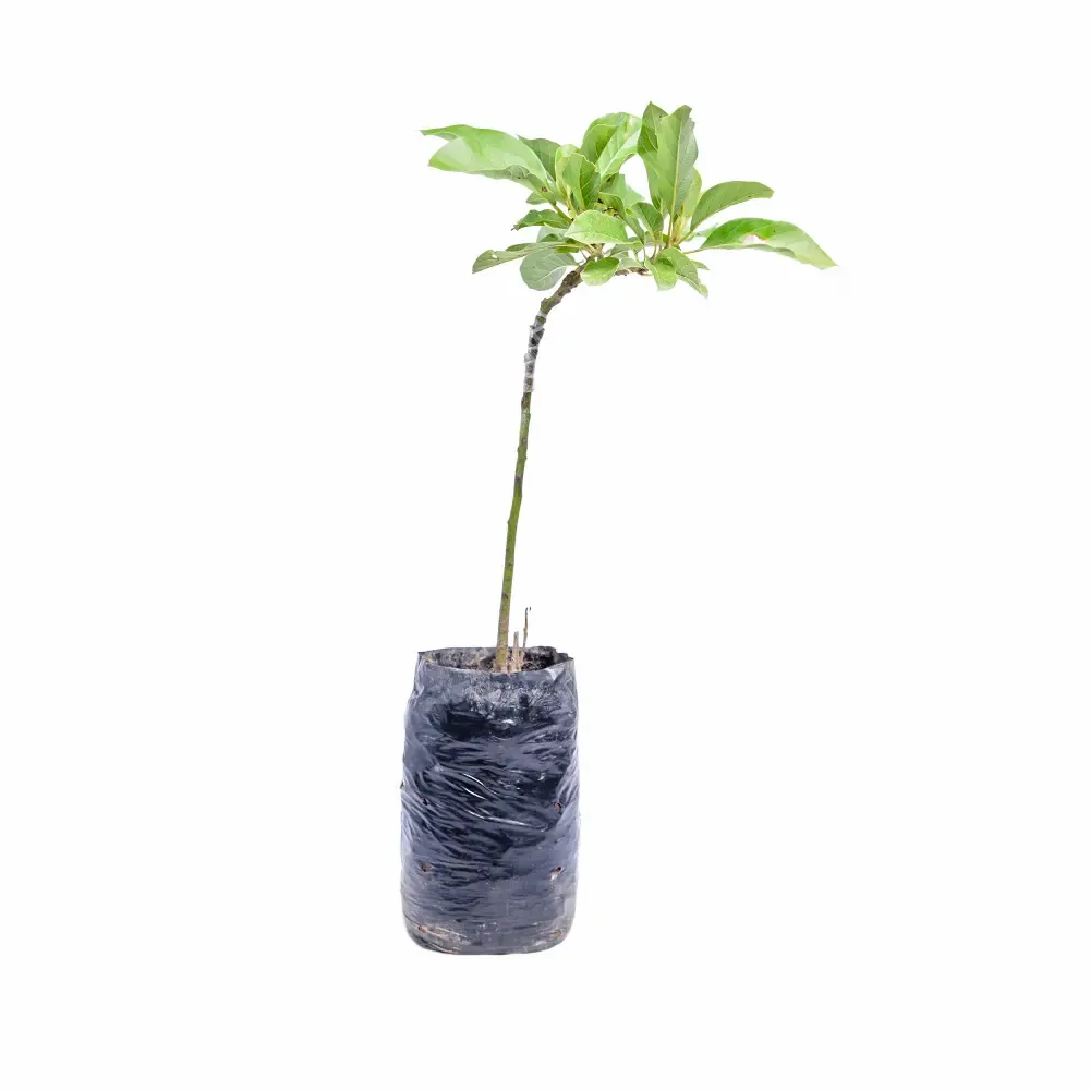 Planta Natural 44-80