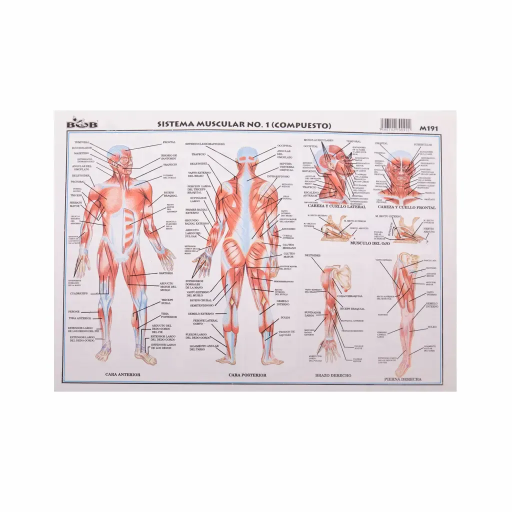 Lamina Educativa Sistema Muscular Compuesto No.1 Bob