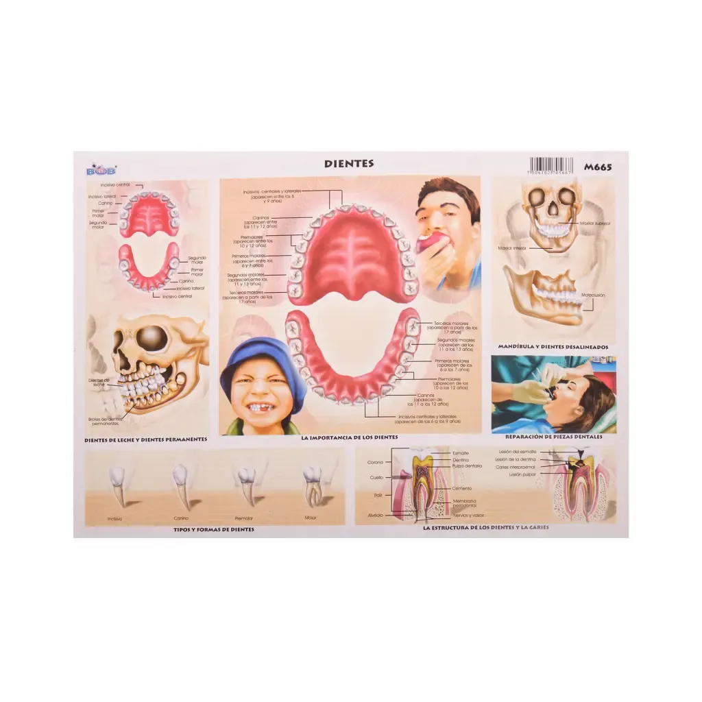Lamina Educativa Dientes Bob