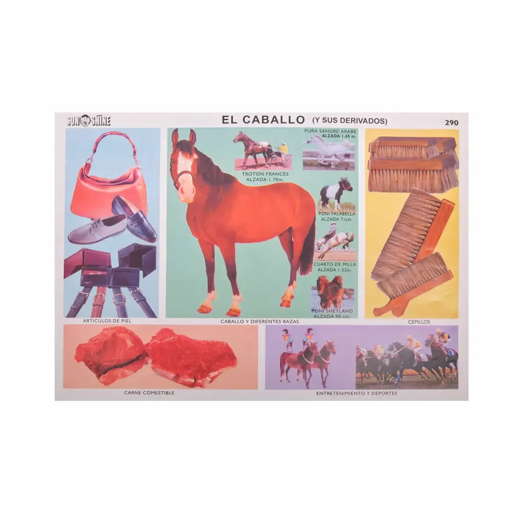 Lamina Educativa El Caballo Y Derivados  Sun-Shine