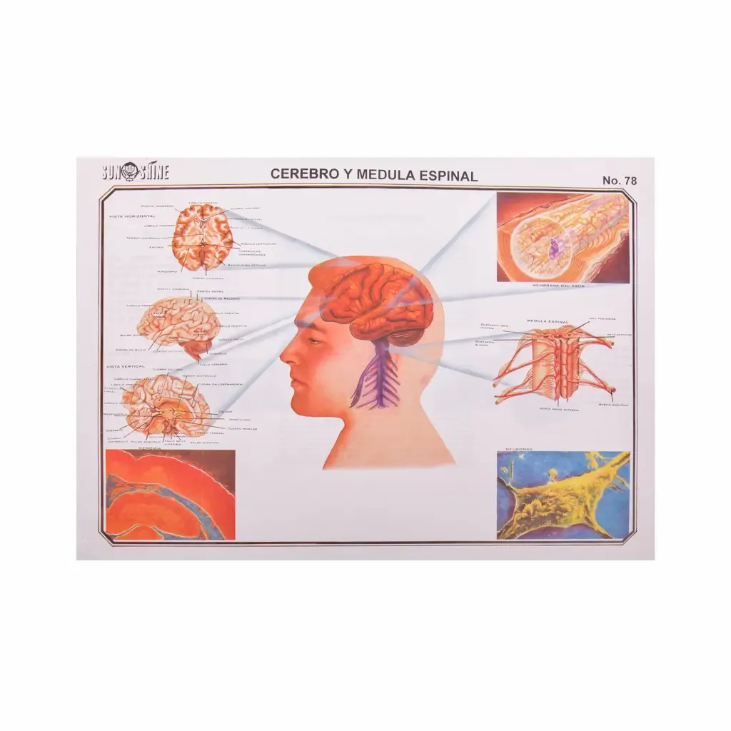 Lamina Educativa Cerebro Y Medula Espinal Sun-Shine